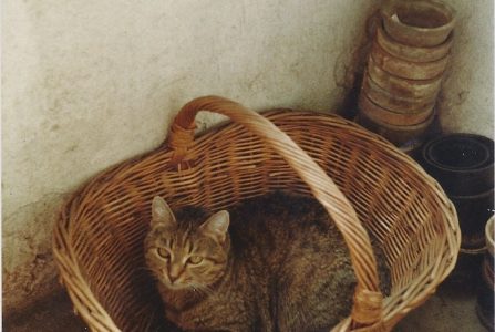 Cat Lover’s Stories: Clio, part I