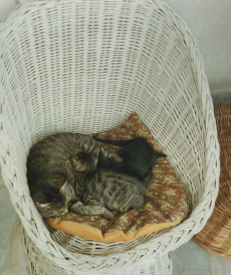 Cat Lover’s Stories: Žarko, Prlja i Pametnica
